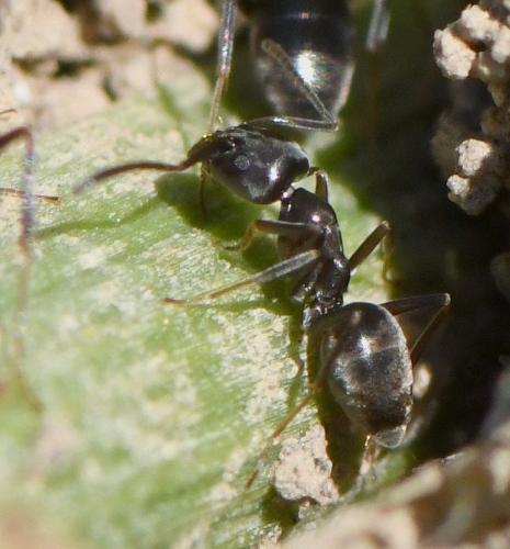 Réf. 245 723 : Tapinoma (nigerrimum)